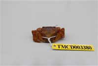 藏品(拉氏清溪蟹)的圖片